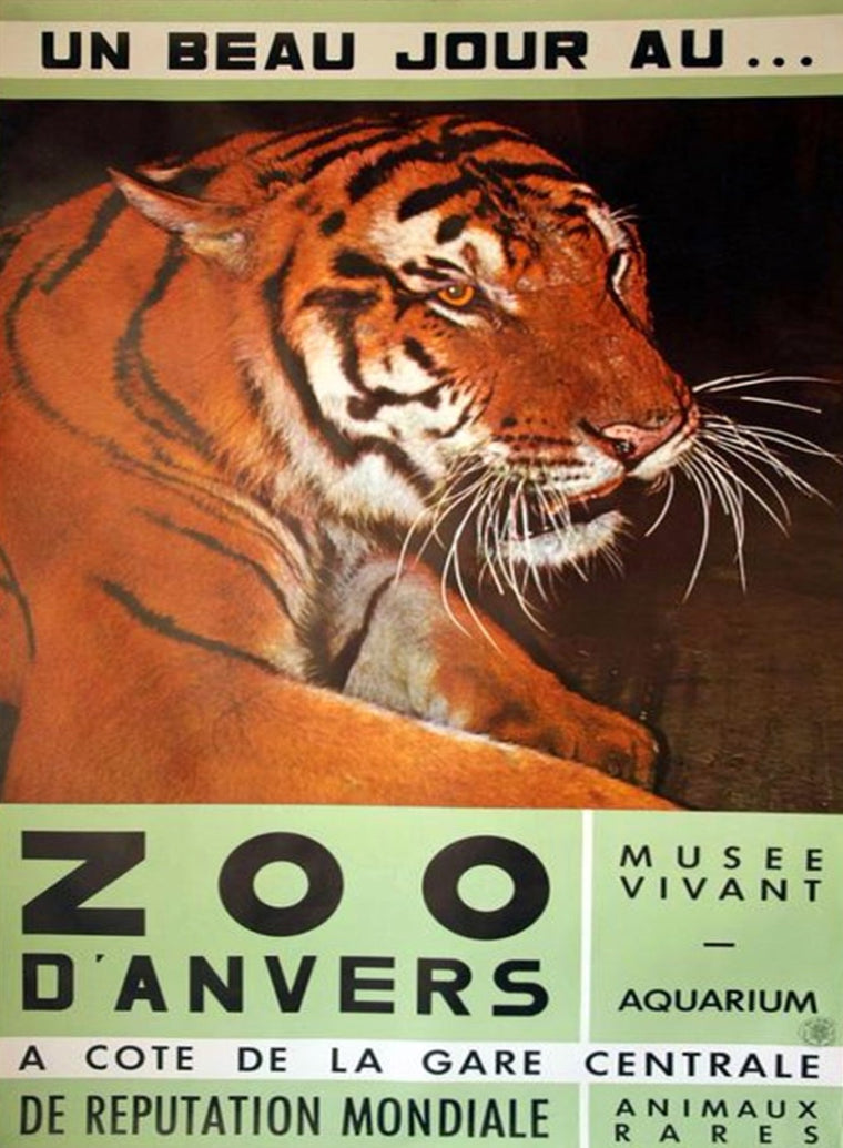 Antwerp Zoo Tiger